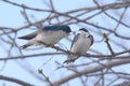 Tree Swallow Pair Perching On Tree Branch