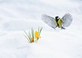 Cute spring card beautiful bird tit flies spreading its wings in the garden to the first flowers snowdrops yellow crocuses Royalty Free Stock Photo