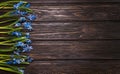 Spring card concept with bright blue flowers of scilla siberica on dark wooden background with copy space Royalty Free Stock Photo