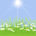 Spring card with grass, chamomile Royalty Free Stock Photo