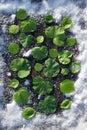 Spring card with green Leaf of geranium on background with snow