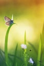 spring card with a little blue butterfly sitting on a forest clearing among the delicate white flowers and green grass Royalty Free Stock Photo