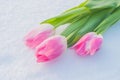 Spring card with tulips in the snow Royalty Free Stock Photo