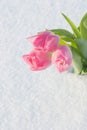 Spring card with tulips in the snow Royalty Free Stock Photo