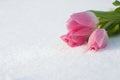 Spring card with tulips in the snow Royalty Free Stock Photo