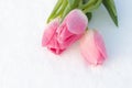 Spring card with tulips in the snow Royalty Free Stock Photo