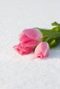 Spring card with tulips in the snow Royalty Free Stock Photo