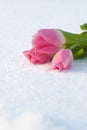 Spring card with tulips in the snow Royalty Free Stock Photo