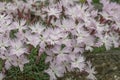 Spring carnation Dianthus praecox subsp. lumnitzeri, many pinkish-white flowers Royalty Free Stock Photo