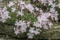 Spring carnation Dianthus praecox subsp. lumnitzeri, fragrant pinkish-white flowers