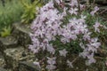 Spring carnation Dianthus praecox subsp. lumnitzeri, pinkish-white flowers Royalty Free Stock Photo