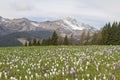 Spring in the Carnic Alps Royalty Free Stock Photo