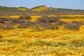 Spring in Carrizo Plain National Monument CA 07647 Royalty Free Stock Photo
