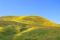 Spring in Carrizo Plain National Monument CA 07697 Royalty Free Stock Photo
