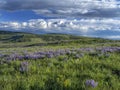 Spring on Casper Mountain Wyoming Royalty Free Stock Photo