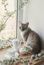 Spring cat with flowering branches. Pet kitten, beautiful cat with flowers. Good cozy morning. Cup and coffee pot