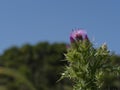 Spring Centaurea in the Aragonese Bardena.