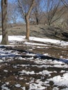 Spring in Central Park