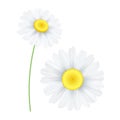 Spring chamomile flower isolated on white background. Graphic object for your design. Seasonal daisy flower. Hello spring. Vector Royalty Free Stock Photo