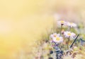 Spring chamomile flowers in the field. Fresh green grass. Background with soft light and with a selective focus. Royalty Free Stock Photo