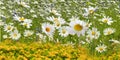 Spring  chamomile white pink yellow daisy in a wild field green grass and wild flowers summer nature floral background template Royalty Free Stock Photo