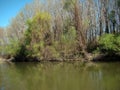 Spring channels Danube 1