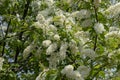 Spring cherry bird branches bloom lushly with delicate white flowers Royalty Free Stock Photo