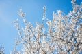 Spring cherry blossom against blue sky and flying bee Royalty Free Stock Photo