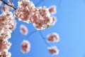 Spring cherry blossom against blue sky Royalty Free Stock Photo