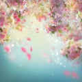 Spring Cherry Blossom Background