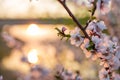 A spring cherry blossom on the background of the sun reflected in the water, two highlights in the background Royalty Free Stock Photo