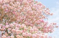 Spring cherry blossom. Blooming pink trumpet tree, light blue-sky background. Sweet pink flowers in full bloom Royalty Free Stock Photo