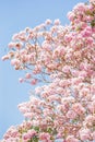 Spring cherry blossom. Blooming pink trumpet tree, light blue-sky background. Sweet pink flowers in full bloom Royalty Free Stock Photo