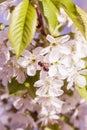 Spring cherry blossom Royalty Free Stock Photo