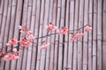 Spring cherry blossom on branches bamboo background