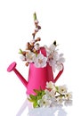 Spring cherry blossom branches with white flowers, buds and green leaves in pink watering can