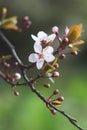 Spring cherry blossom, fresh flowers. Fruit tree branch. Blooming sakura. Floral green background, beautiful wallpaper, nature Royalty Free Stock Photo