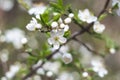 Spring cherry blossom, fresh flowers. Fruit tree branch. Blooming sakura. Green leaves, nature background, beautiful wallpaper. Royalty Free Stock Photo