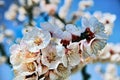 Spring: Cherry Blossom