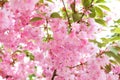 Spring cherry blossom in full bloom. Close-up macro shot of pink Sakura flowers on a branch in japan. Royalty Free Stock Photo