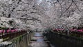 Spring cherry blossom in full bloom at Meguro river Royalty Free Stock Photo