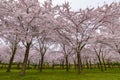 Spring cherry blossom garden in Amstelveen