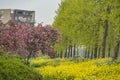 Spring cherry blossom garden and Rapeseed field in Purmerend Holland Netherlands