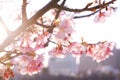 Spring cherry blossom in japan, at sunset
