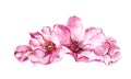 Spring cherry blossom, pink flowers. Watercolor illustration