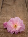 Spring Cherry Blossom on Rustic Wood