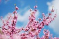 Spring Cherry Blossom Sakura iFlowers Bunch on the Tree over Blue Sky. Walpaper. Royalty Free Stock Photo