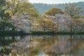 Spring cherry blossom scenery at Hangzhou West Lake under the sunlight, Hangzhou, China Royalty Free Stock Photo