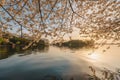 Spring cherry blossom scenery at Hangzhou West Lake under the sunlight, Hangzhou, China Royalty Free Stock Photo