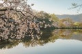 Spring cherry blossom scenery at Hangzhou West Lake under the sunlight, Hangzhou, China